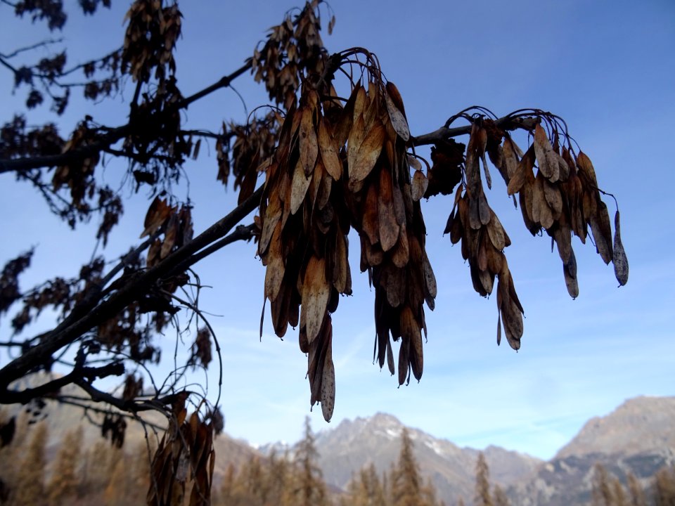 Fruits de frêne, Fraxinus, Oléacées 