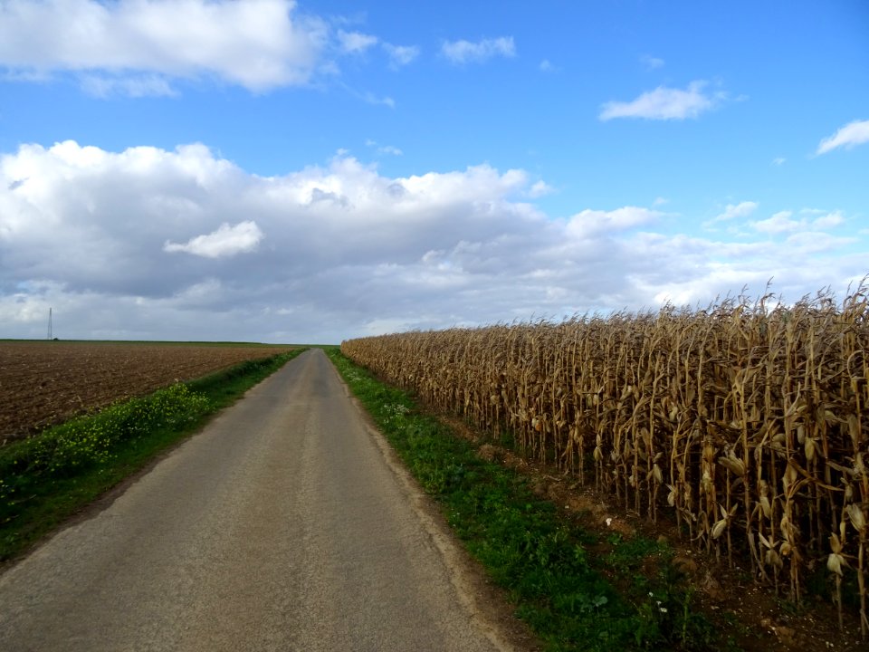 Champ de maïs, vallée à Séhu, entre la Somme et le Pas-de-… 