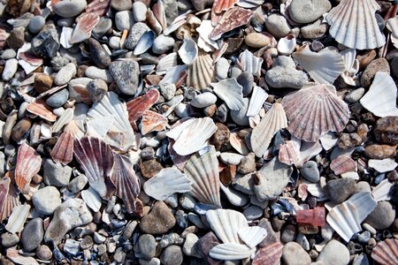 Mussels beach pebble photo