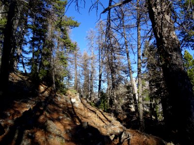 Ombres et lumière dans mélèzes et les pins 