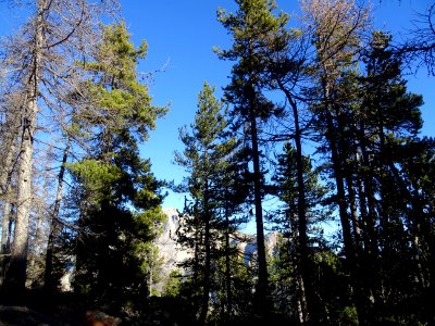 Ombres et lumière dans mélèzes et les pins 