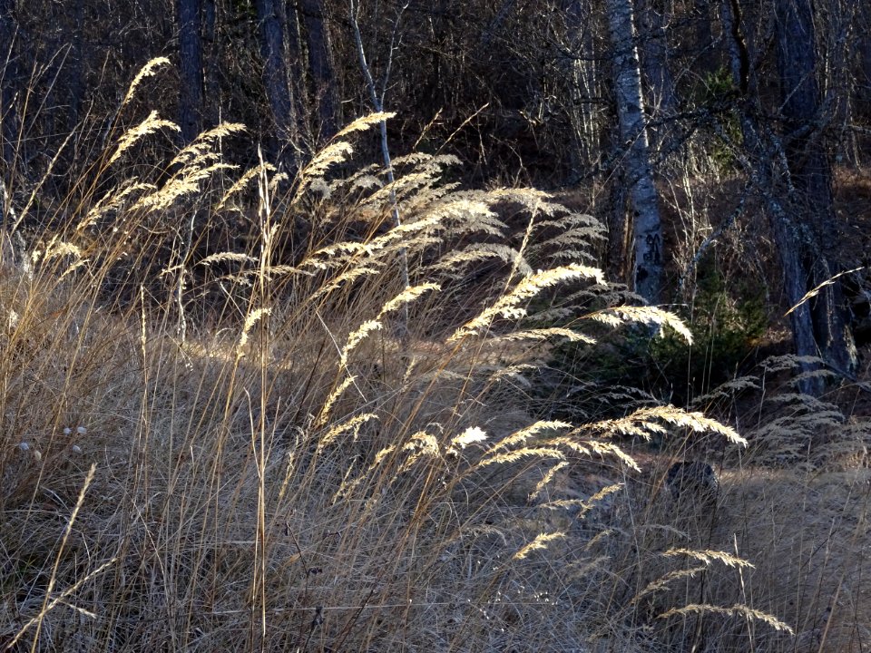 Graminées, Calamagrostis ? 