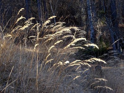 Graminées, Calamagrostis ? 