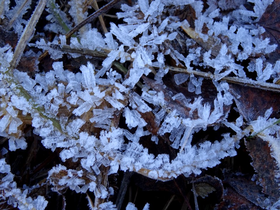Cristaux de glace, sur les herbes et les feuilles mortes, … 