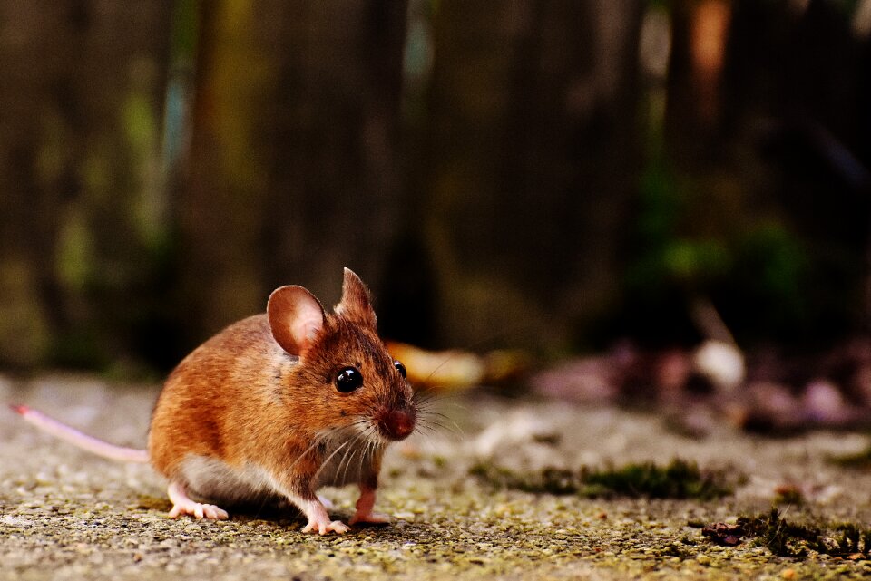 Mammal nager nature