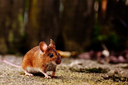 Mammal nager nature