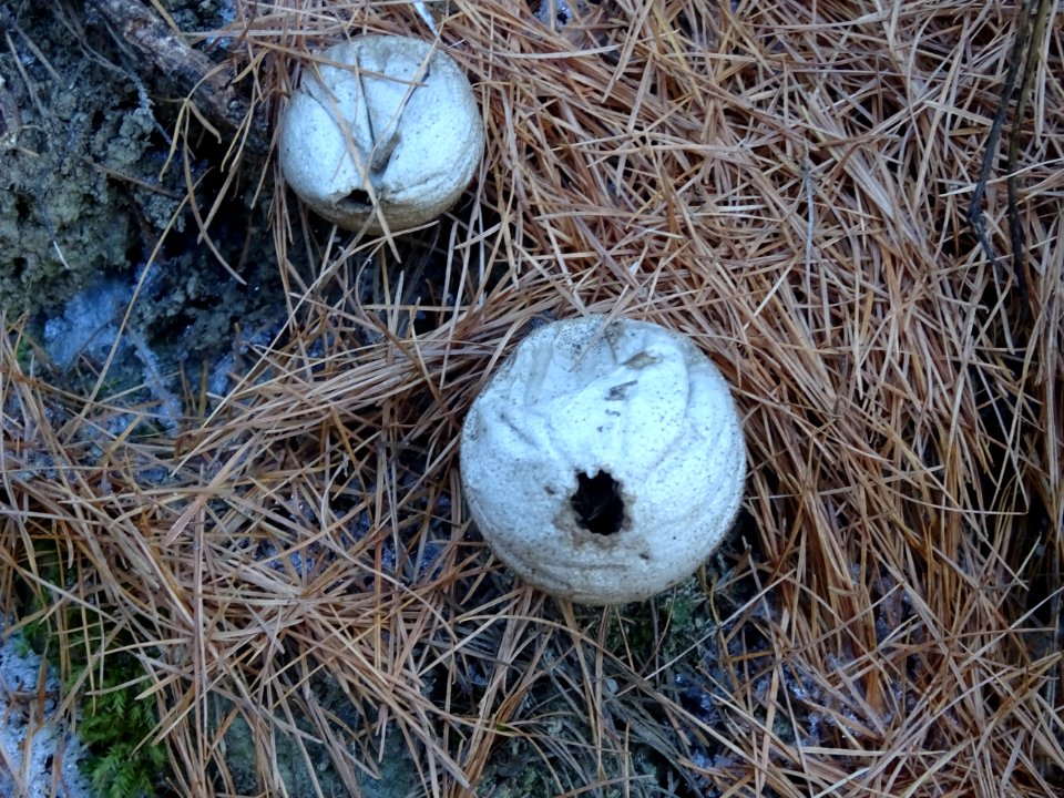 Champignons, vesses-de-loup ? 