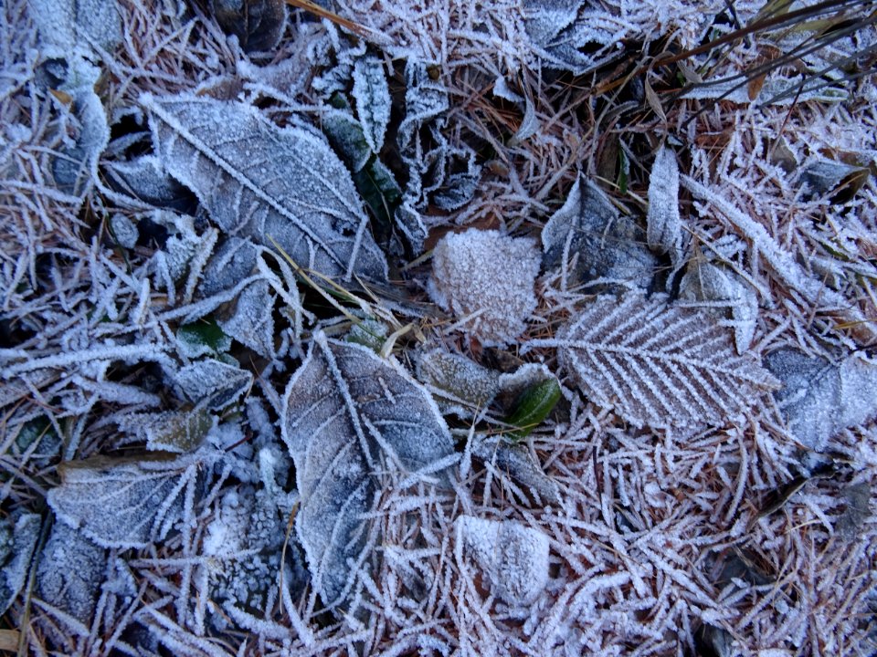 Feuilles et givre blanc 