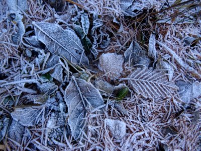Feuilles et givre blanc 