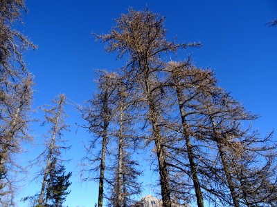 Mélèzes dans le ciel bleu 