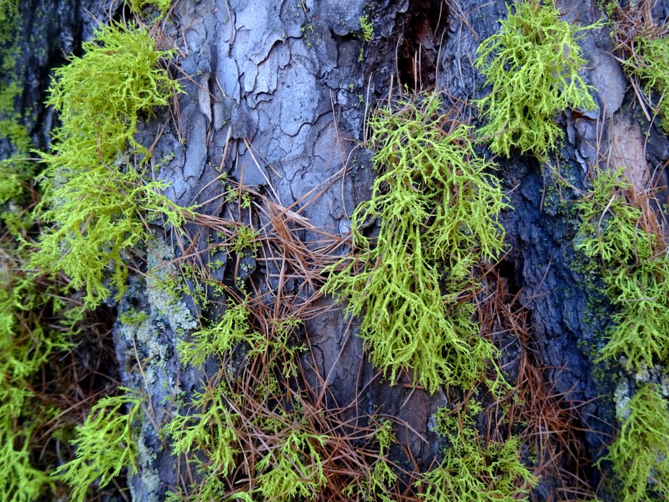 Lichen sur un tronc de mélèze 