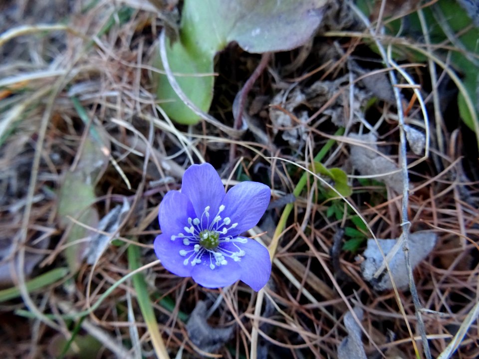 Hépatique noble, Anemone hepatica = Hepatica nobilis, Ranu… 