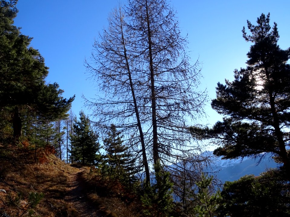 Le sentier en montant à la Cime de la Condamine 