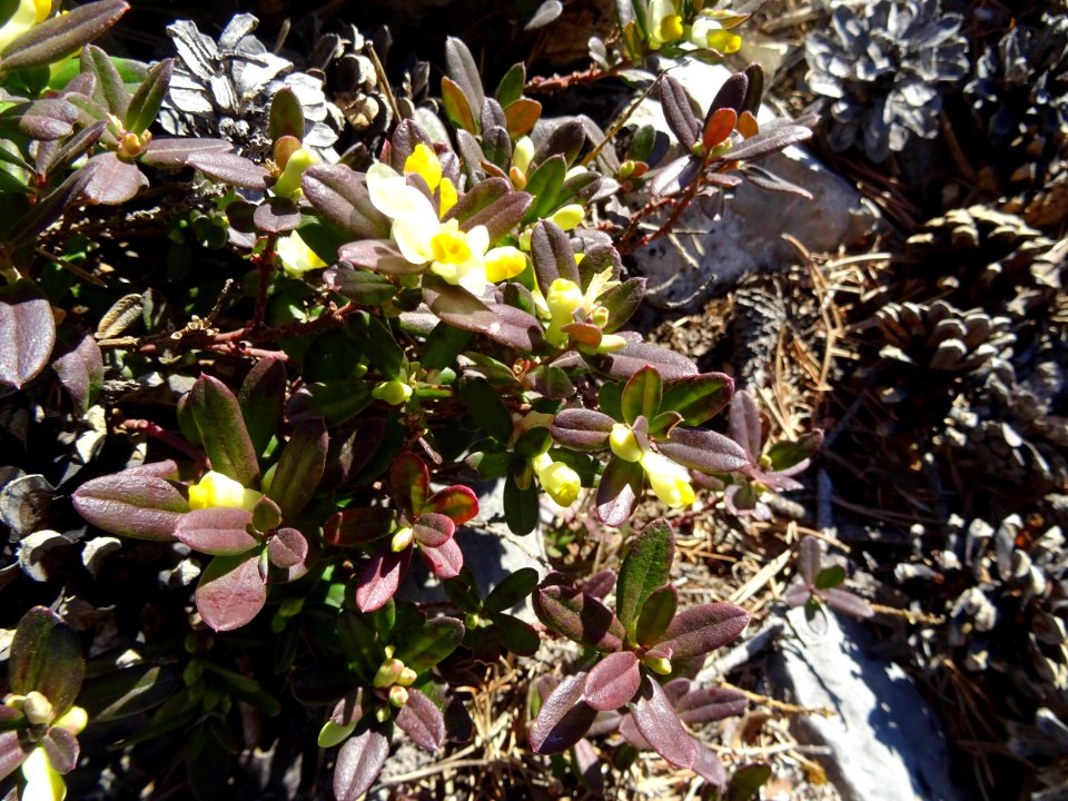 Fleurs, un 28 décembre ! 