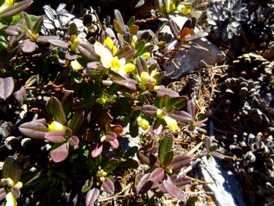 Fleurs, un 28 décembre ! 