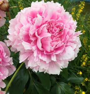 Plant flower blossom