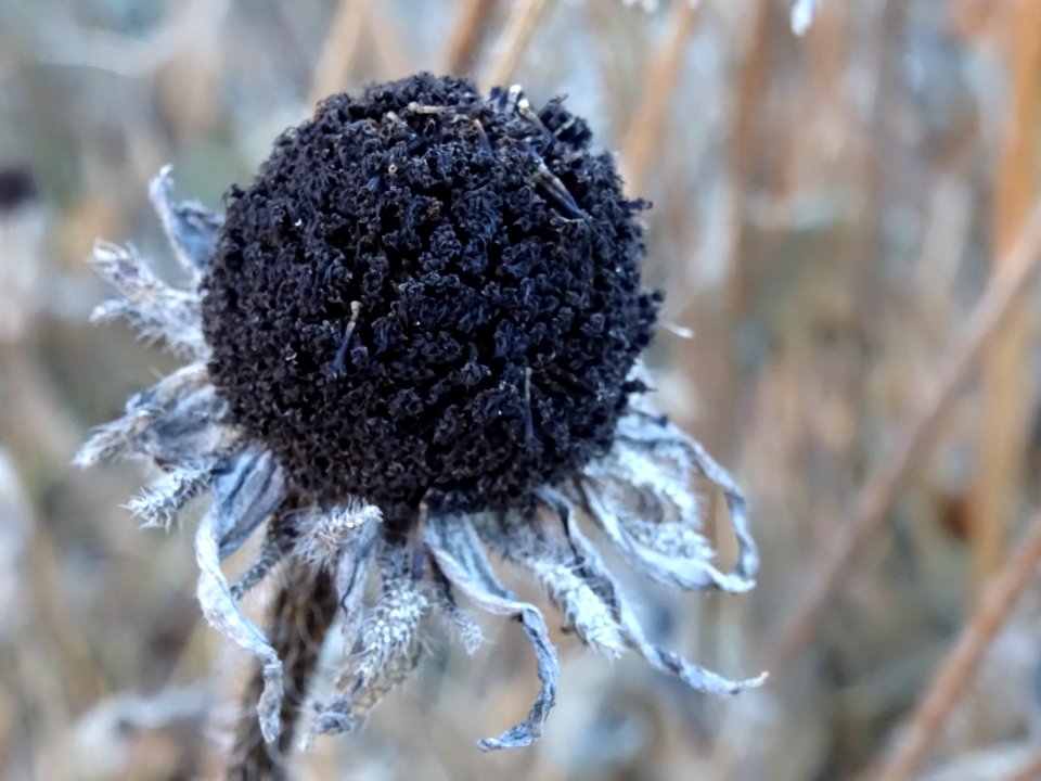Fleur naturellement séchée sur pied 