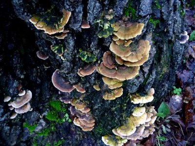 Champignons sur une souche 