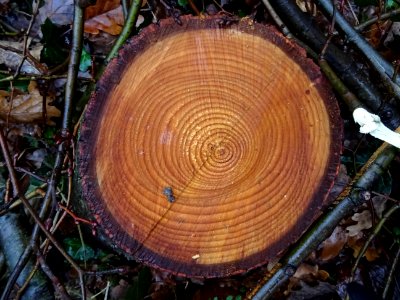 Anneaux de croissance 