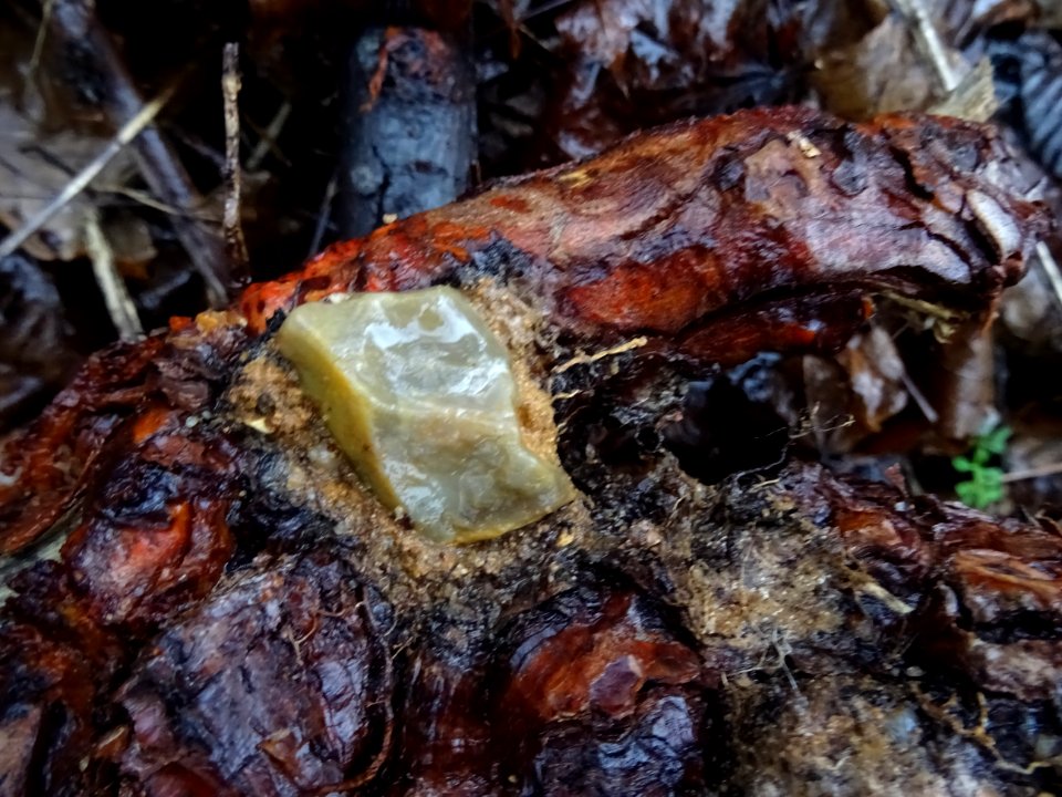 Silex dans une racine 