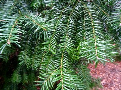 If commun , Taxus baccata, Taxacées 