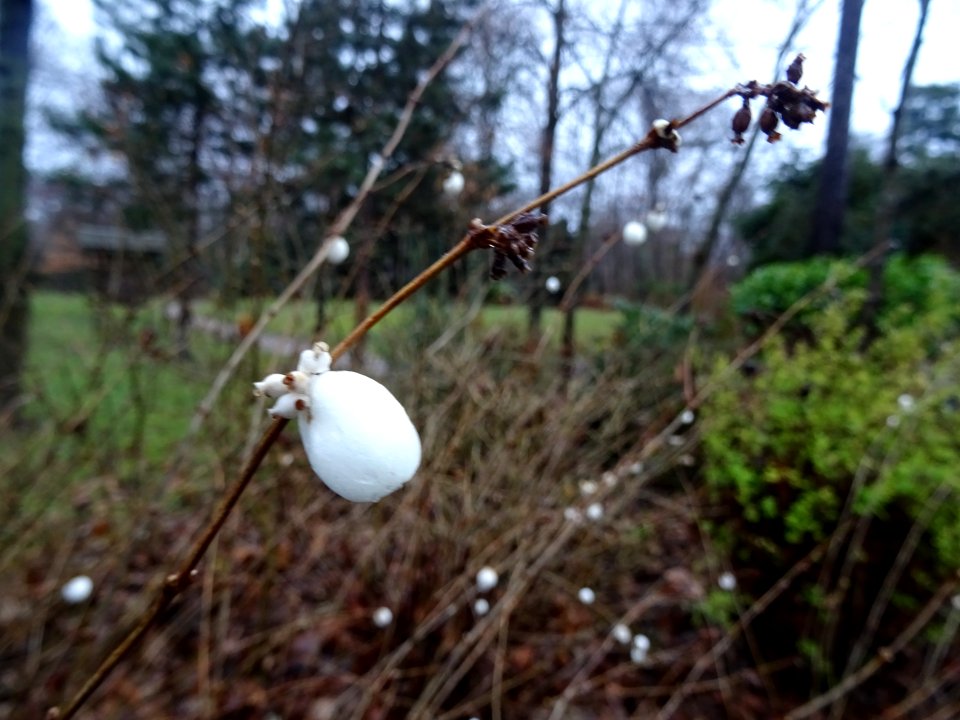 Fruit de la Symphorine, Symphoricarpus alba, Caprifoliacée… 