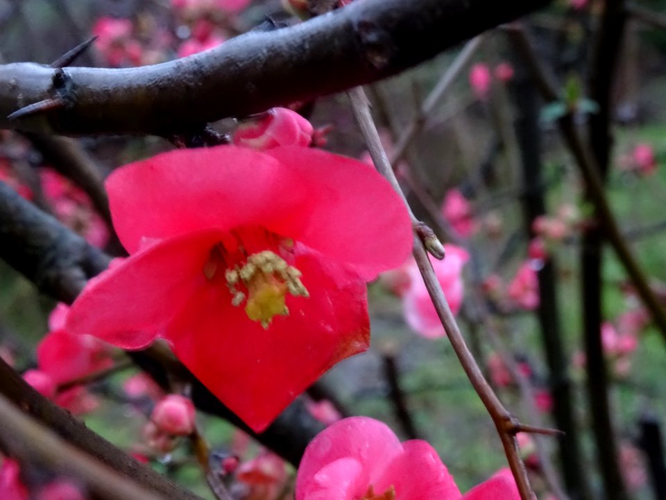 Fleur rose-rouge, floue 