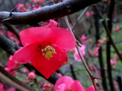 Fleur rose-rouge, floue 