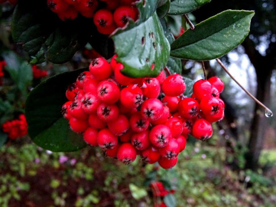 Cotonéaster commun, Cotoneaster integerrimus, Rosacées 