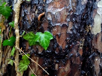 Ecorce de pin et lierre grimpant 