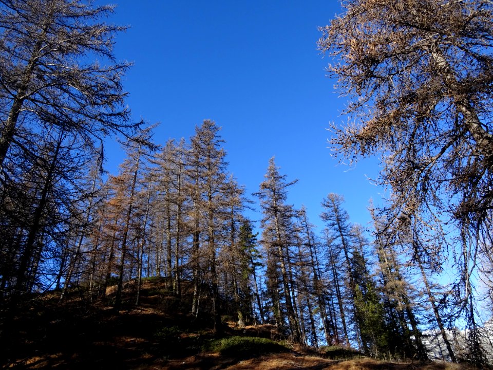 Mélèzes dans le ciel bleu 