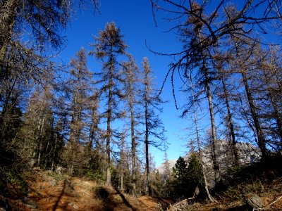 Ombres et lumière dans mélèzes et les pins 