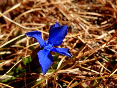 Gentiane de printemps bleue, Gentiana verna, Gentianacées 