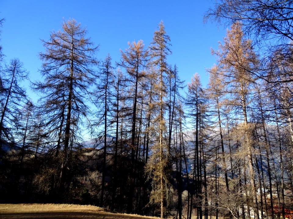Mélèzes haut-alpins 