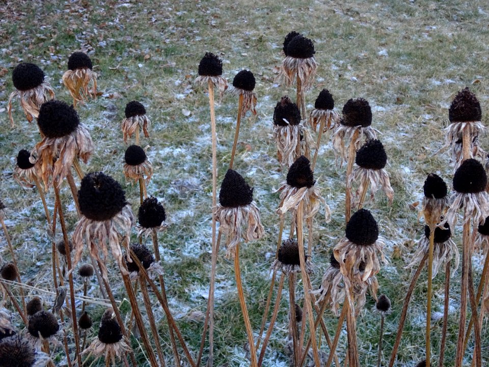Fleurs naturellement séchées sur pied 