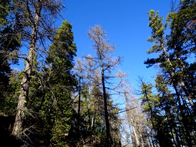 Ombres et lumière dans mélèzes et les pins photo