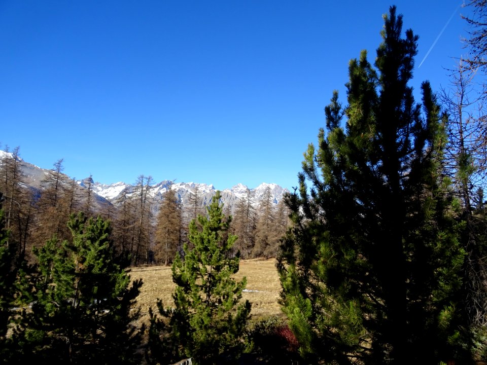 Pins, prairie sèche, mélèzes et le massif des Ecrins 