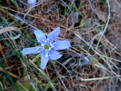 Hépatique noble, Anemone hepatica = Hepatica nobilis, Ranu… 