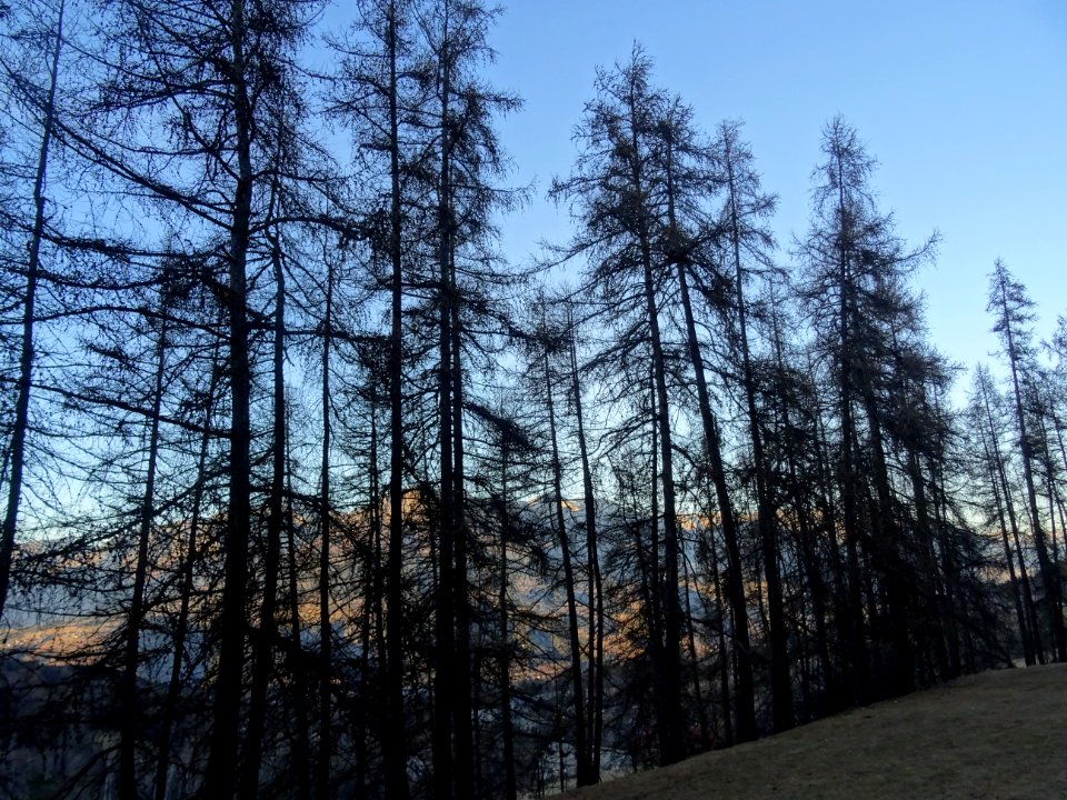 Silhouettes de mélèzes 