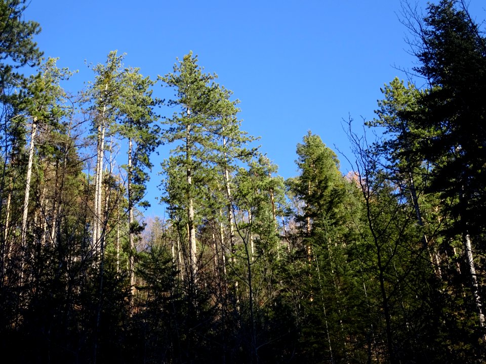 Des pins dans la descente en 4 ou 5 lacets raides via la f… 