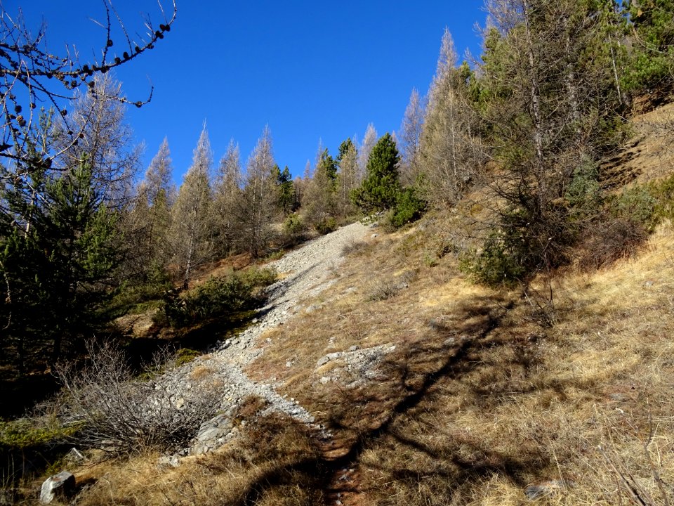 Le sentier entre pins et mélèzes, en montant à la Cime de … 
