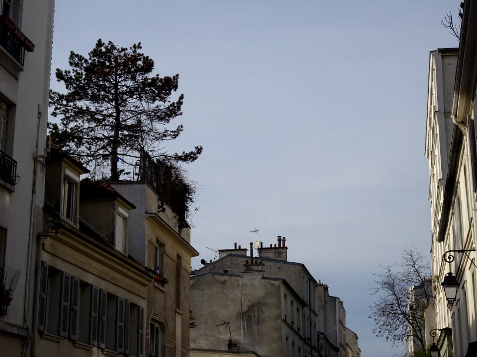 Un pin sur une terrasse, rue Gabrielle, 18e arr., Paris 