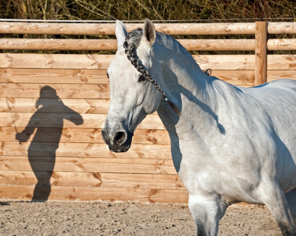 Shadow silhouette dressage