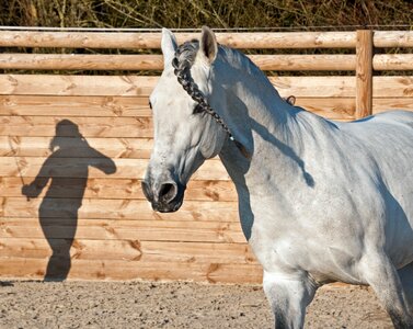 Shadow silhouette dressage