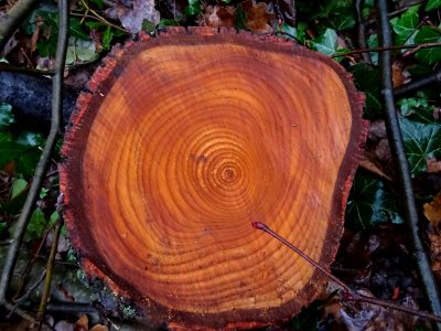 Anneaux de croissance 