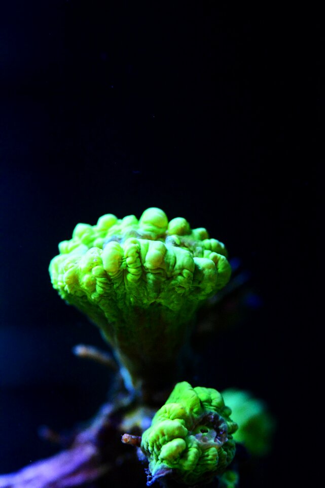 Aquarium polyps green
