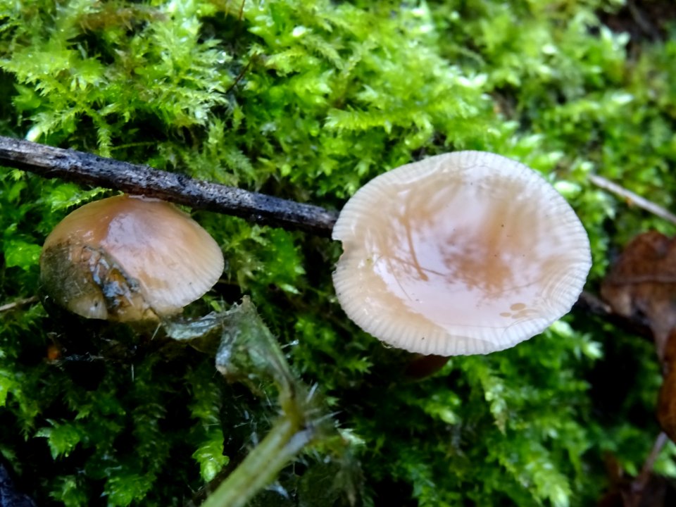 Champignons et sphaignes 