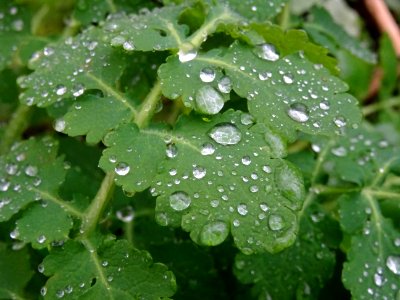 Gouttes d'eau sur feuilles de chélidoine ? 