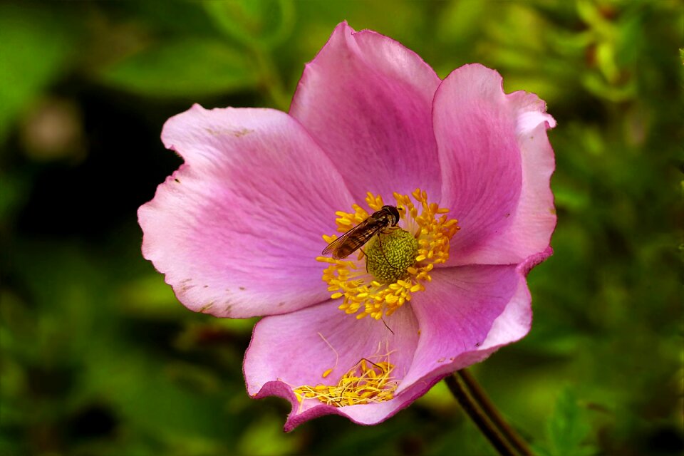 Rosa canina bee garden