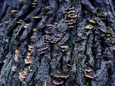 Champignons sur une souche 